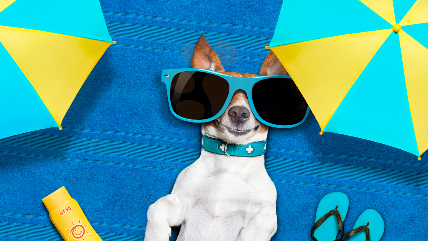 Pawfect Summer!